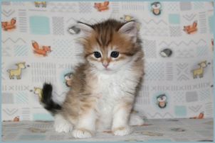 Female Siberian Kitten from Deedlebug Siberians 